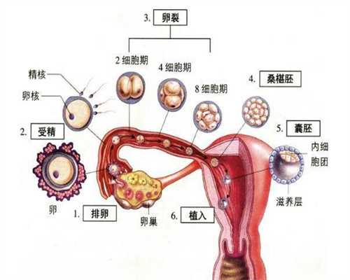 北京代孕中心官方网站_北京哪个国家代孕最好