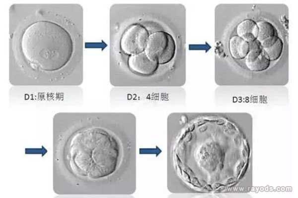 试管婴儿胚胎等级是怎么划分的