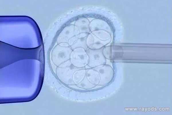 泰国试管婴儿专家分析：养囊的两个重要作用