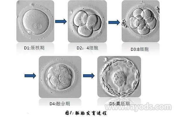 试管婴儿胚胎培养多久，试管胚胎培养成功率高吗
